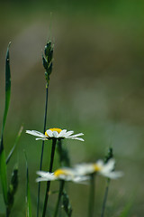 Image showing Soft summer landscape