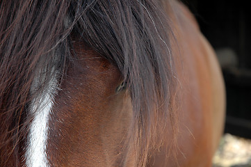 Image showing Horse head