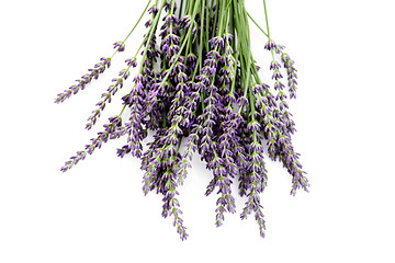 Image showing lavender flowers