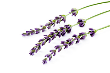 Image showing lavender flowers