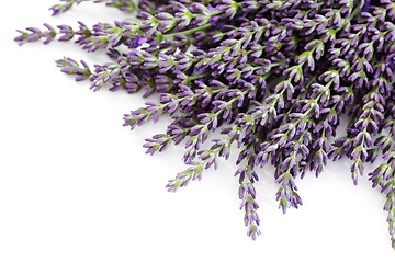 Image showing lavender flowers