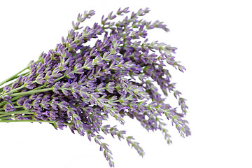 Image showing lavender flowers