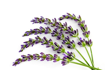 Image showing lavender flowers