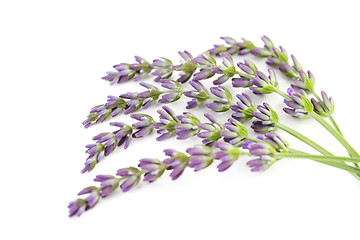 Image showing lavender flowers