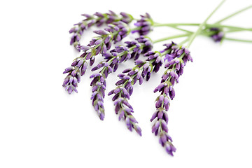 Image showing lavender flowers