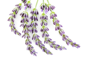 Image showing lavender flowers