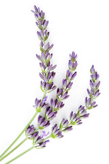 Image showing lavender flowers