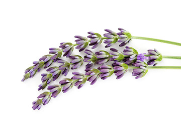 Image showing lavender flowers