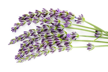 Image showing lavender flowers