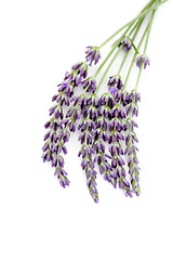 Image showing lavender flowers