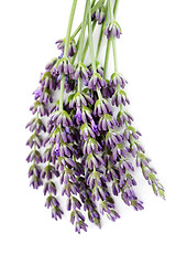 Image showing lavender flowers