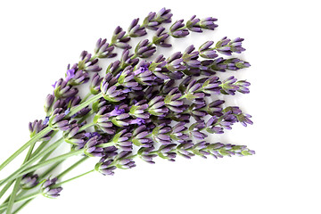 Image showing lavender flowers