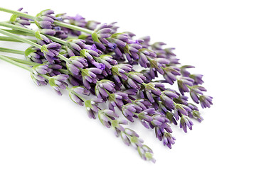 Image showing lavender flowers