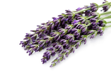 Image showing lavender flowers