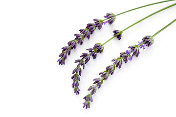 Image showing lavender flowers