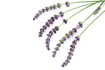 Image showing lavender flowers