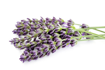 Image showing lavender flowers