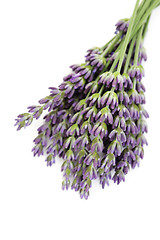 Image showing lavender flowers