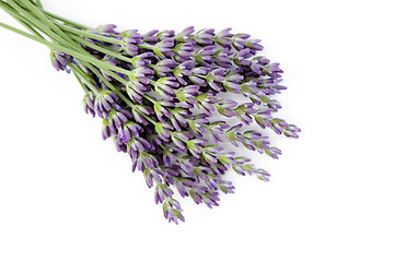 Image showing lavender flowers