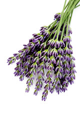 Image showing lavender flowers