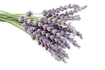 Image showing lavender flowers