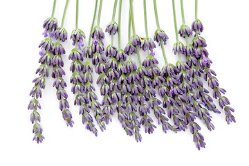 Image showing lavender flowers