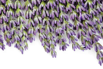 Image showing lavender flowers