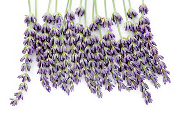 Image showing lavender flowers