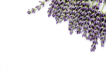 Image showing lavender flowers