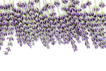 Image showing lavender flowers