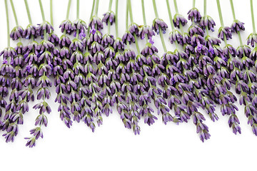 Image showing lavender flowers