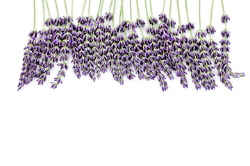 Image showing lavender flowers