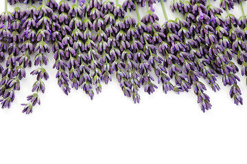 Image showing lavender flowers