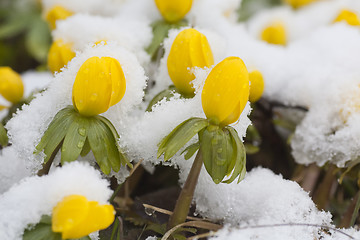 Image showing winter aconites