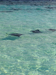 Image showing Crystal Clear Waters of Maldives