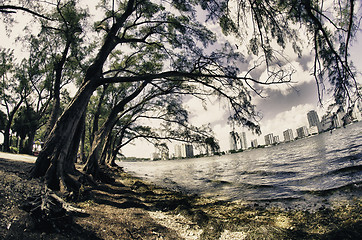 Image showing Trees and Miami view from Hobie Island