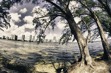 Image showing Vegetation of Hobie Island Beach Park in Miami