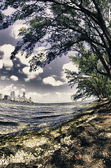 Image showing Trees and Miami view from Hobie Island
