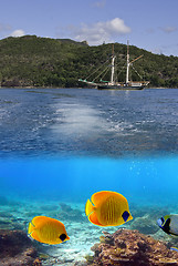 Image showing Marine Life in the Whitsundays, Australia