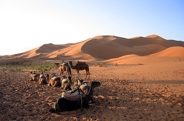 Image showing Camels Resting In The Desert