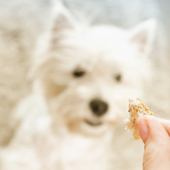 Image showing West highland white terrier