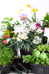 Image showing Decorative flowers and vegetable ready for planting