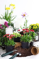 Image showing Decorative flowers and vegetable ready for planting