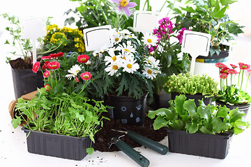 Image showing Decorative flowers and vegetable ready for planting