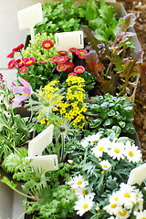 Image showing Decorative flowers and vegetable ready for planting