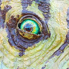 Image showing Triceratops dinosaur eye