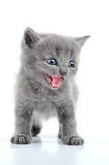 Image showing fuuny gray kitten