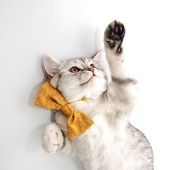 Image showing adorable young kitten cat  with bow tie playing