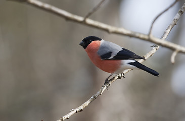 Image showing bullfinch