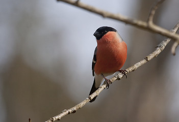 Image showing bullfinch